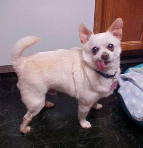 Max - 12 pounds, an adoptable mixed breed in California, MD image 2/4