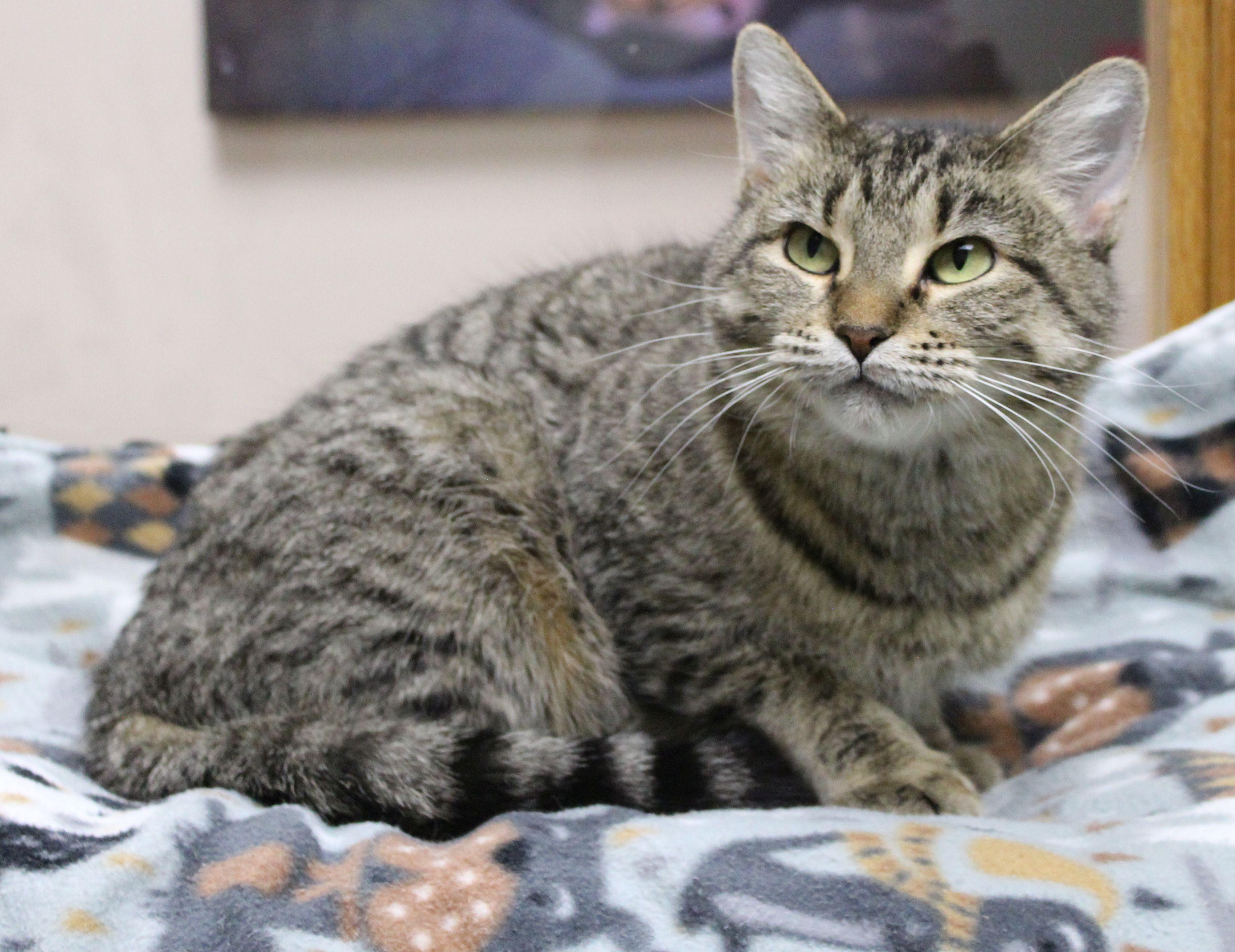 Elsa, a ADOPTABLE mixed breed in Portage, WI image 3/6