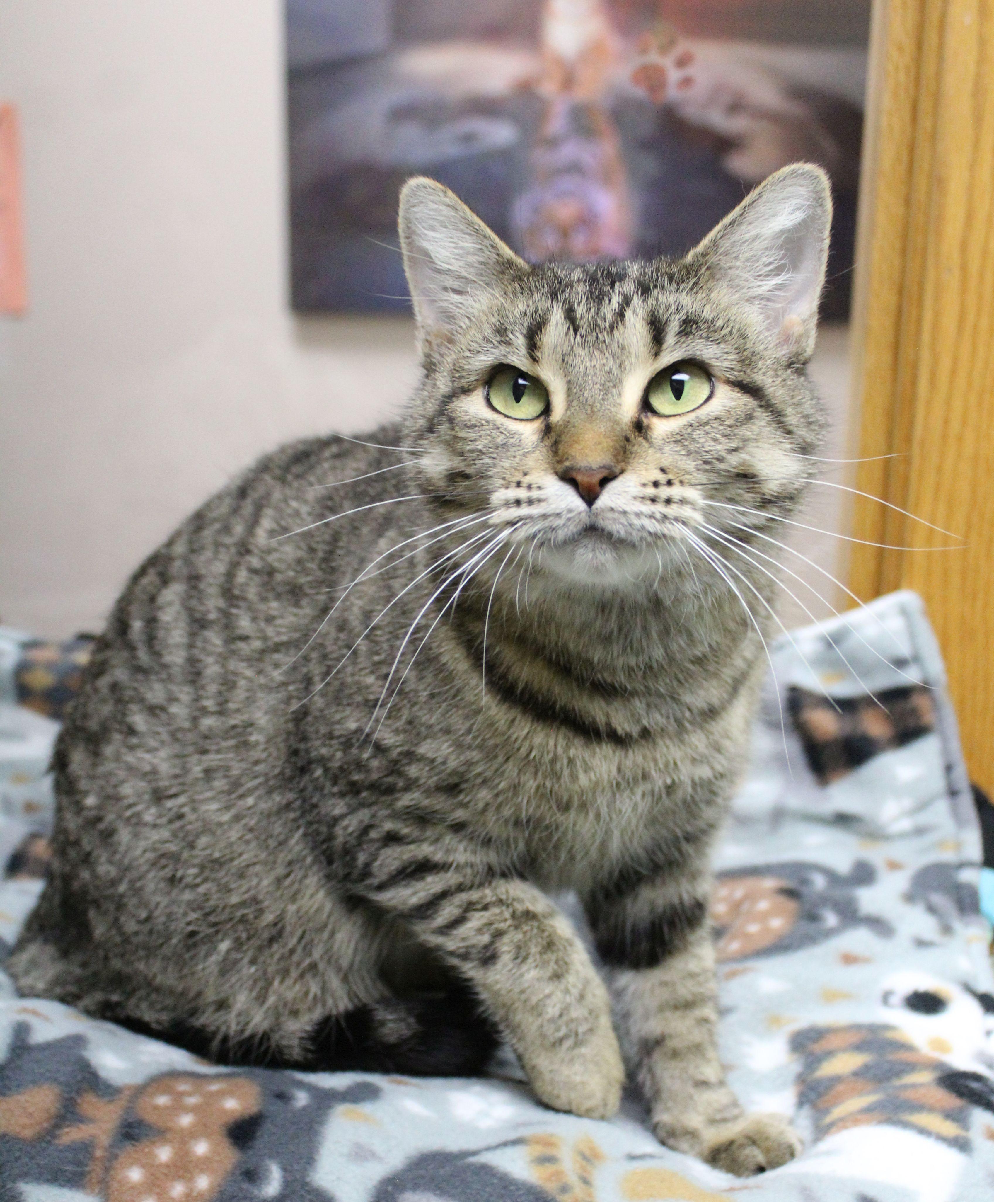 Elsa, a ADOPTABLE mixed breed in Portage, WI image 2/6