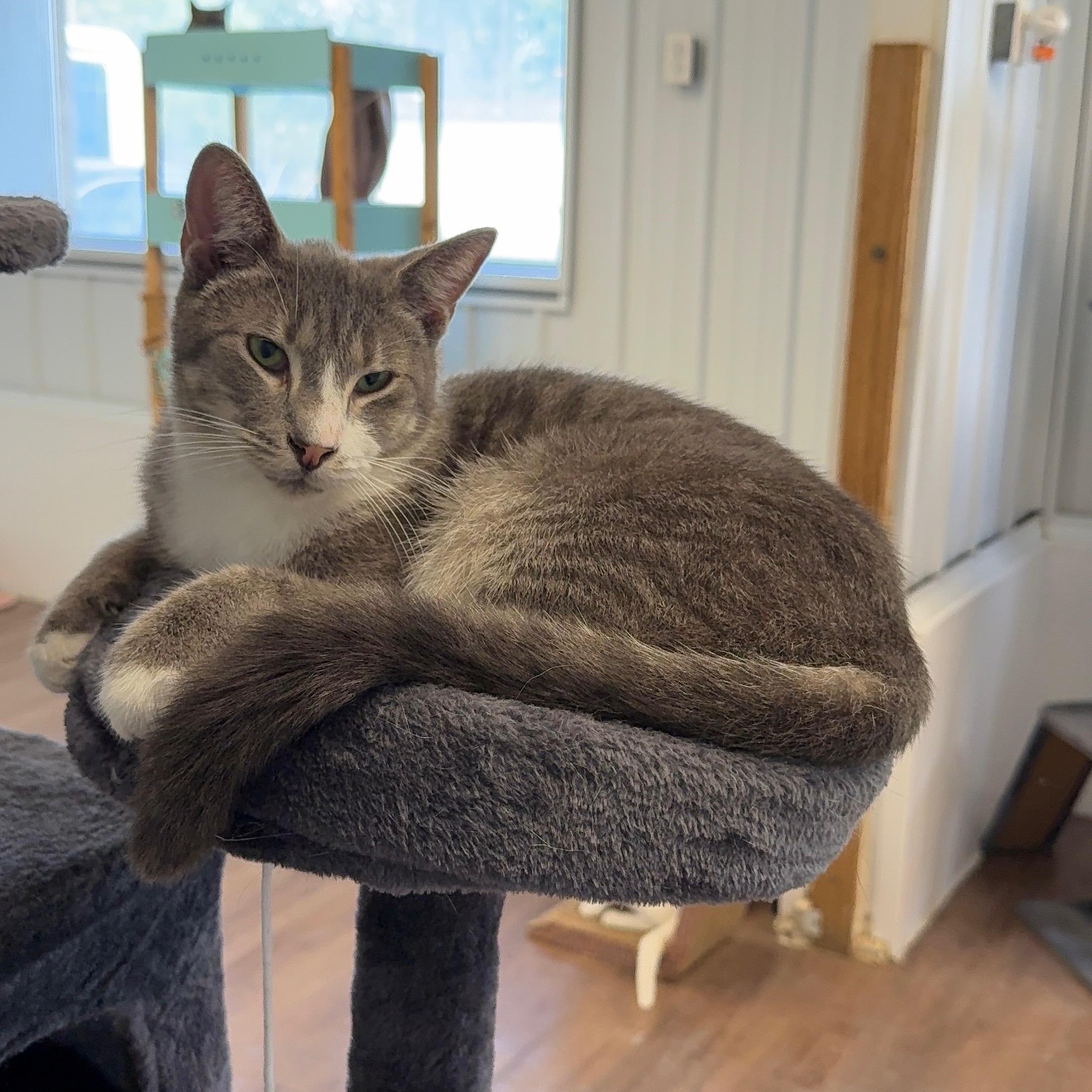 Enlarge Tesla, a ADOPTABLE mixed breed in Alma, MI image 1/4