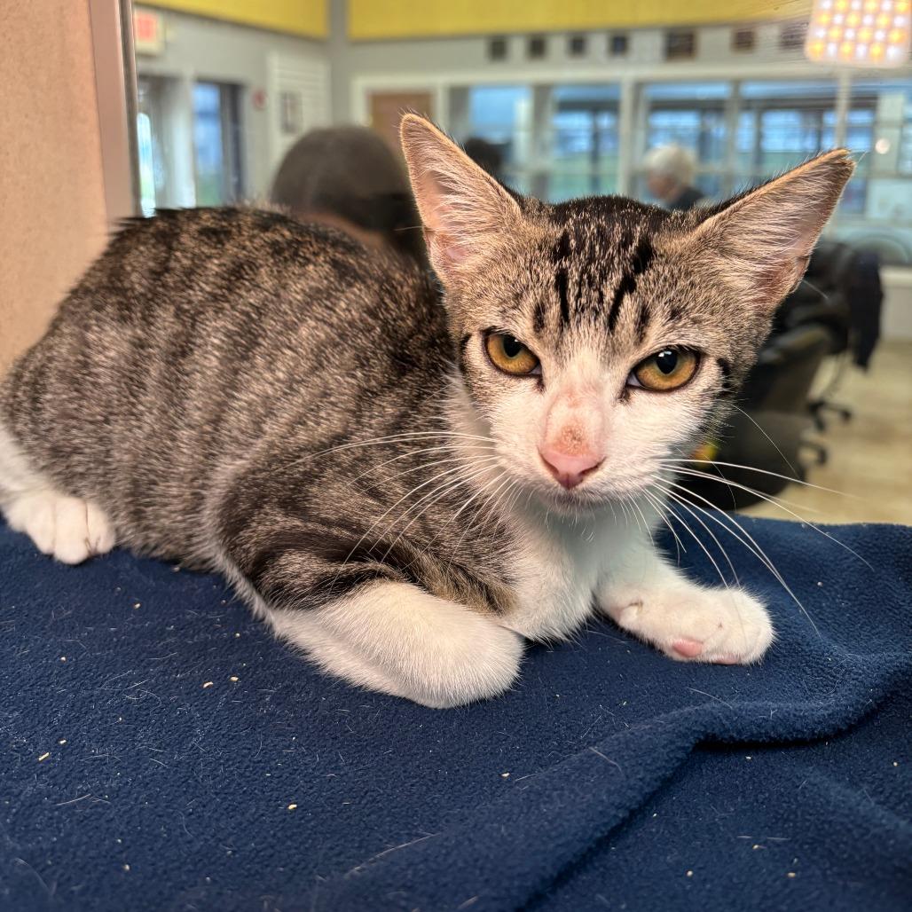 Flicker, Adoptable, Kitten Male Domestic Short Hair.