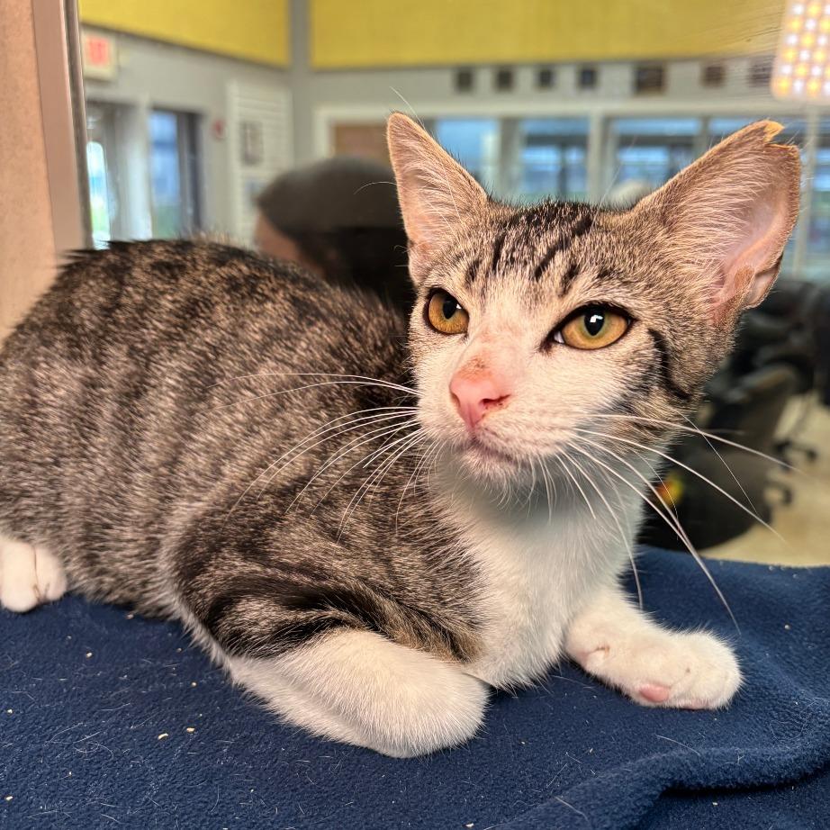 Enlarge Flicker, a Adoptable Domestic Short Hair in Galveston, TX image 2/3