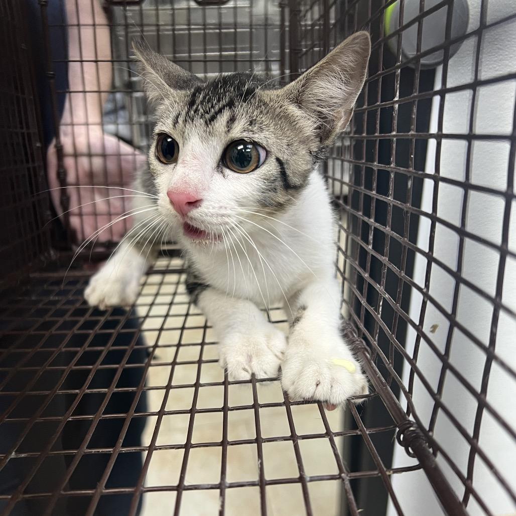 Enlarge Flicker, a Adoptable Domestic Short Hair in Galveston, TX image 3/3