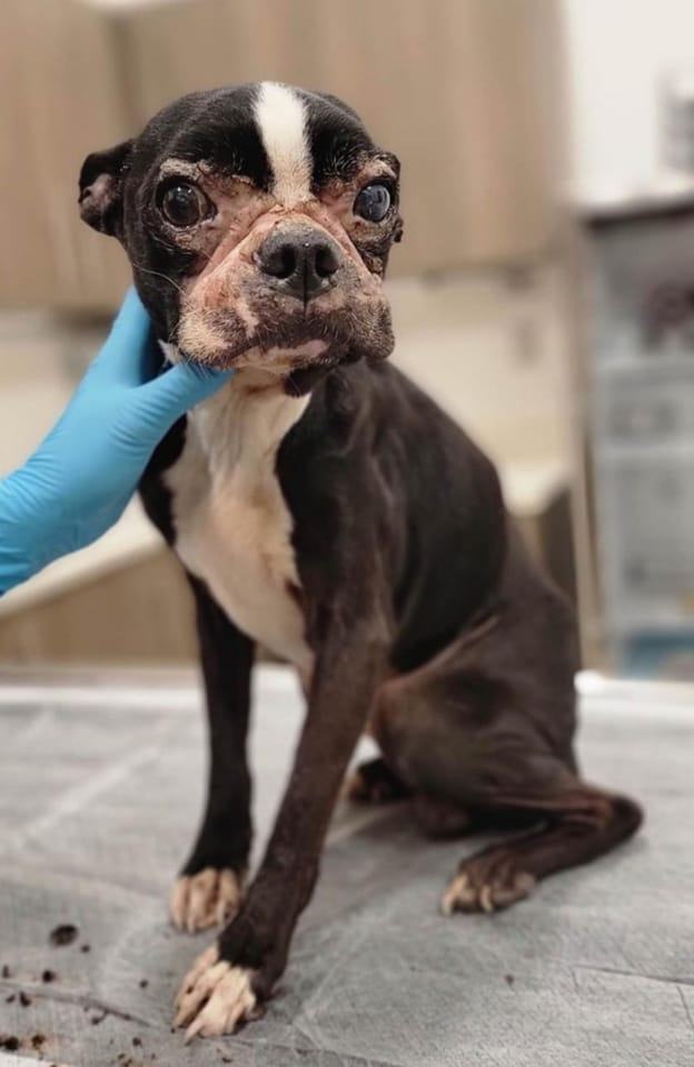 Enlarge MARLON - Adopted!!, a Adoptable Boston Terrier in Spring, TX image 1/1