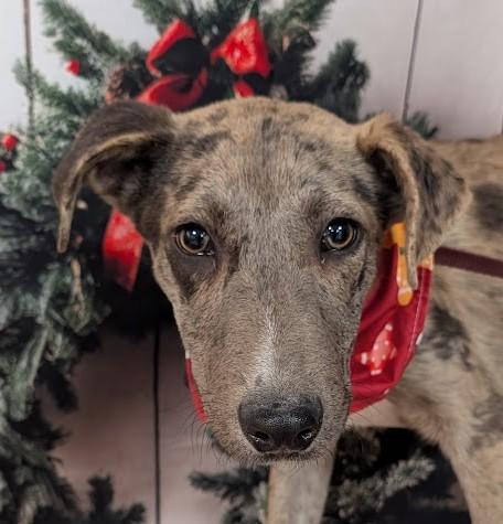 TUCKER, Adoptable, Young Male Catahoula Leopard Dog & Mixed Breed.