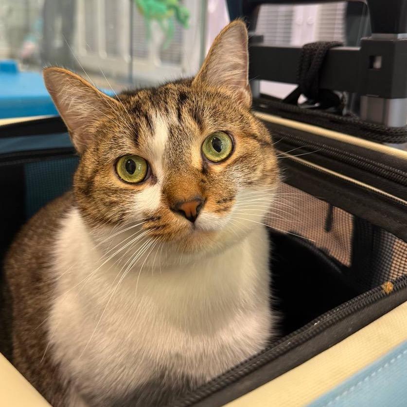 Sheena, Adoptable, Adult Female Domestic Short Hair.