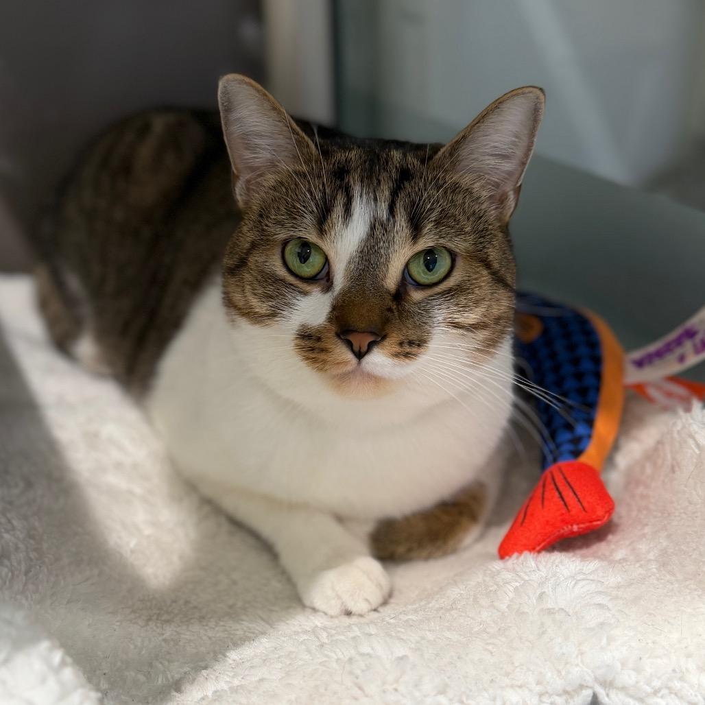 Enlarge Sheena, a Adoptable Domestic Short Hair in New York, NY image 2/6