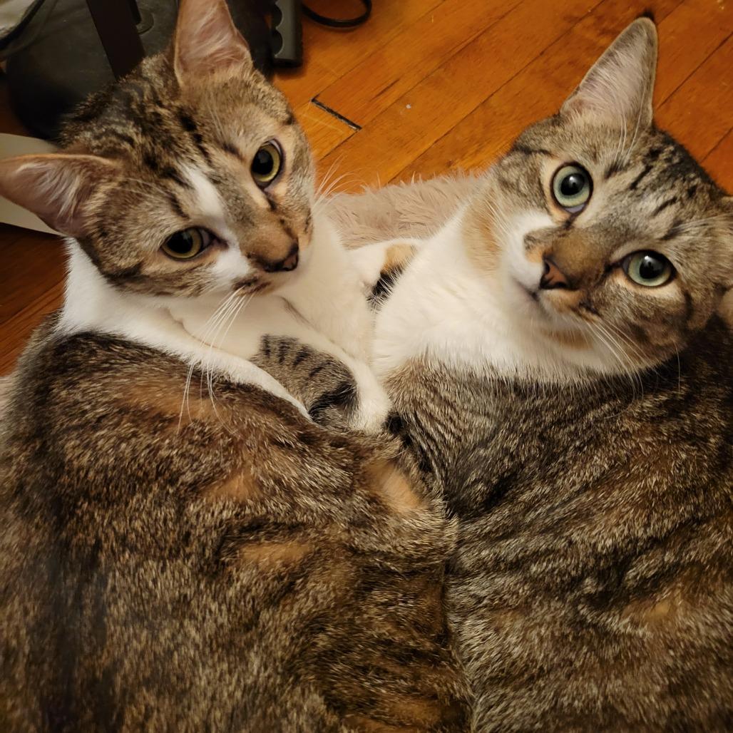 Enlarge Sheena, a Adoptable Domestic Short Hair in New York, NY image 3/6