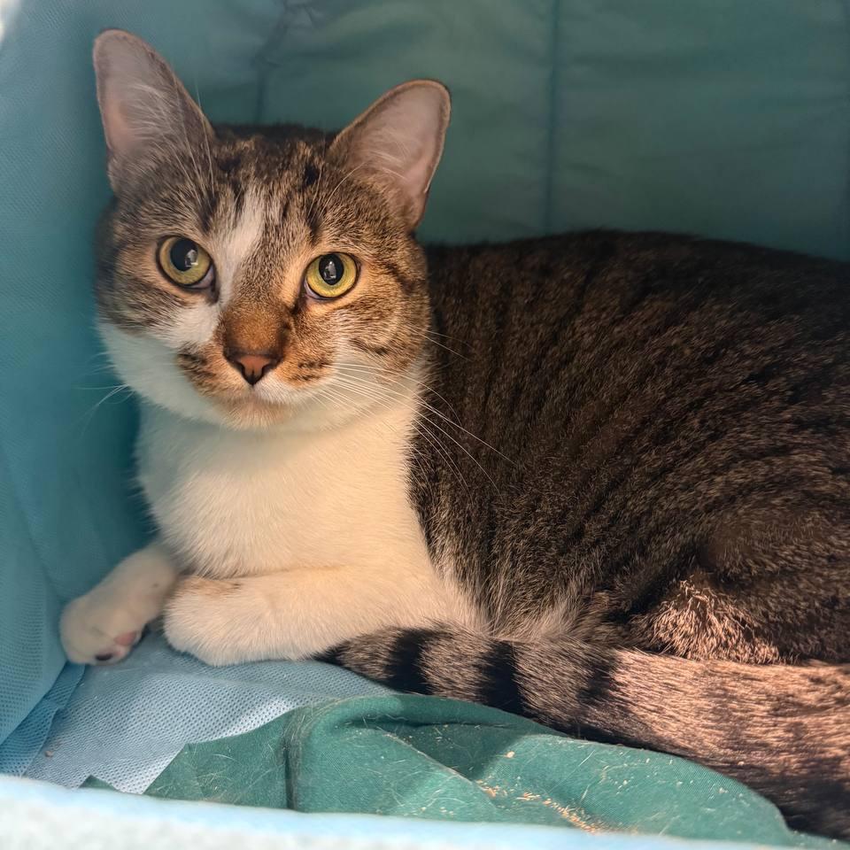 Enlarge Sheena, a Adoptable Domestic Short Hair in New York, NY image 6/6
