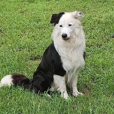 Sancho