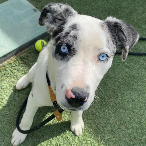 Alaska, Adoptable, Puppy Male Catahoula Leopard Dog.