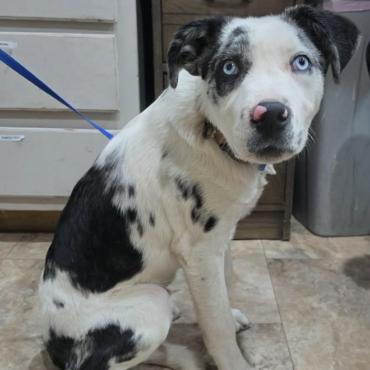 Enlarge Alaska, a Adoptable mixed breed in Fort Collins, CO image 2/6