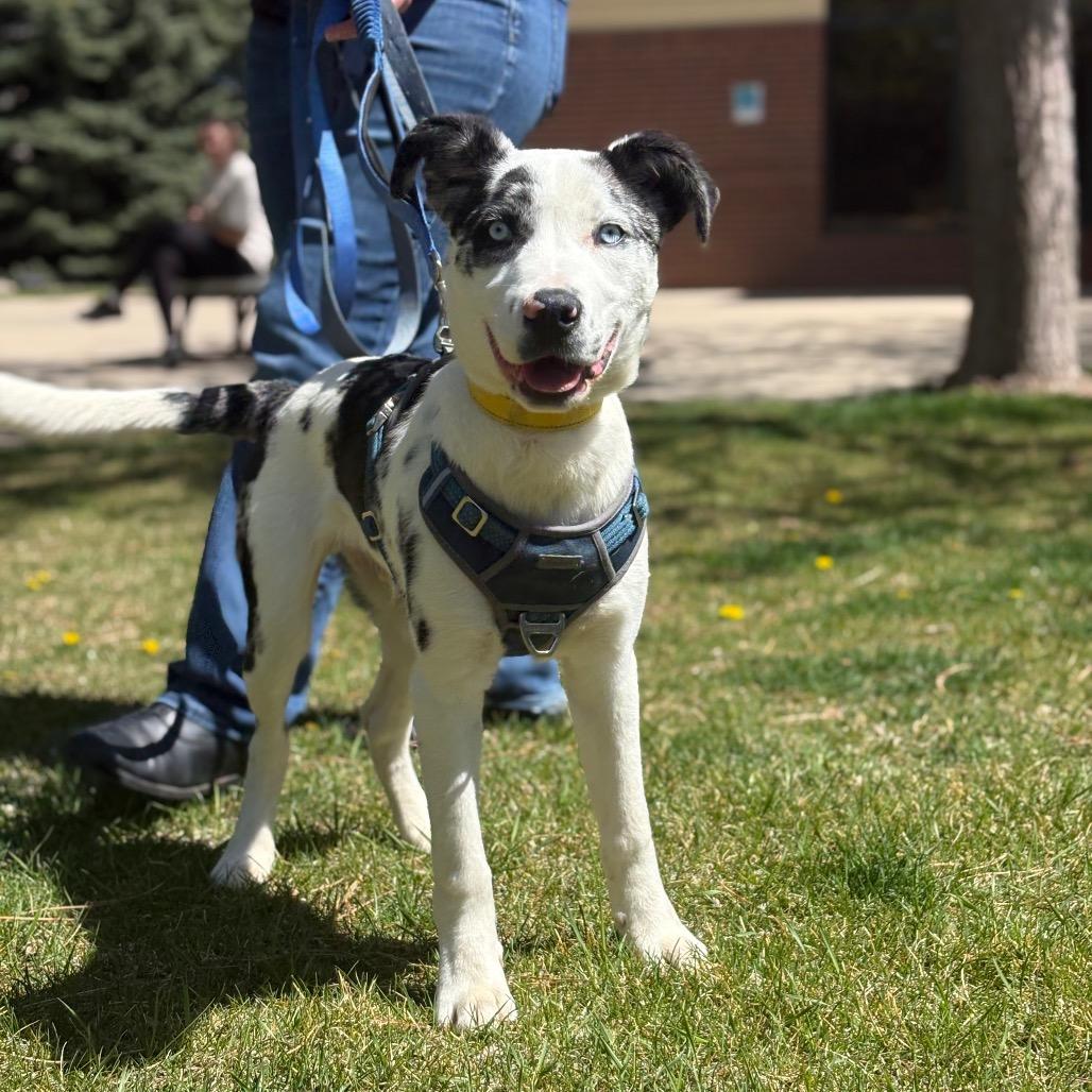 Enlarge Alaska, a Adoptable mixed breed in Fort Collins, CO image 3/6