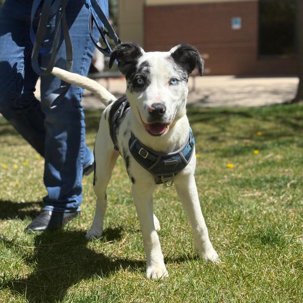 Enlarge Alaska, a Adoptable mixed breed in Fort Collins, CO image 4/6