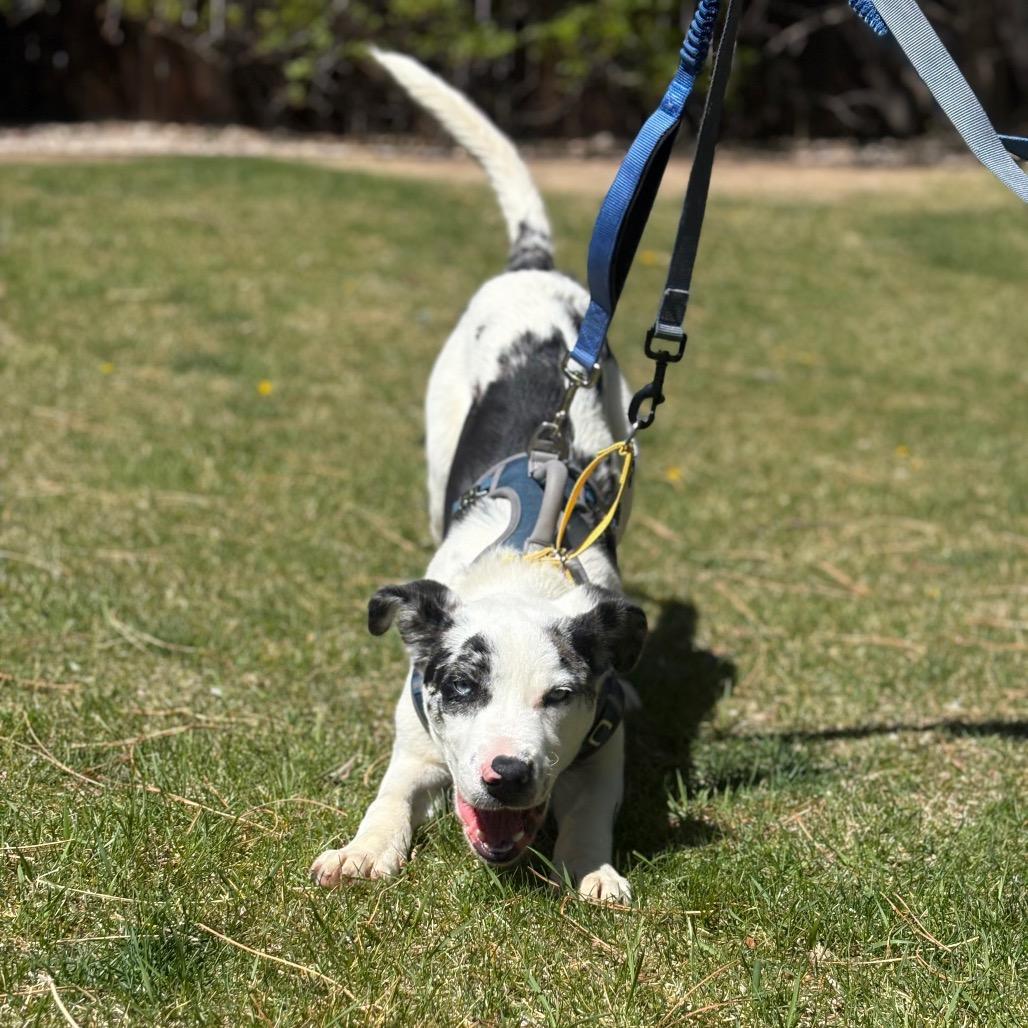 Enlarge Alaska, a Adoptable mixed breed in Fort Collins, CO image 5/6