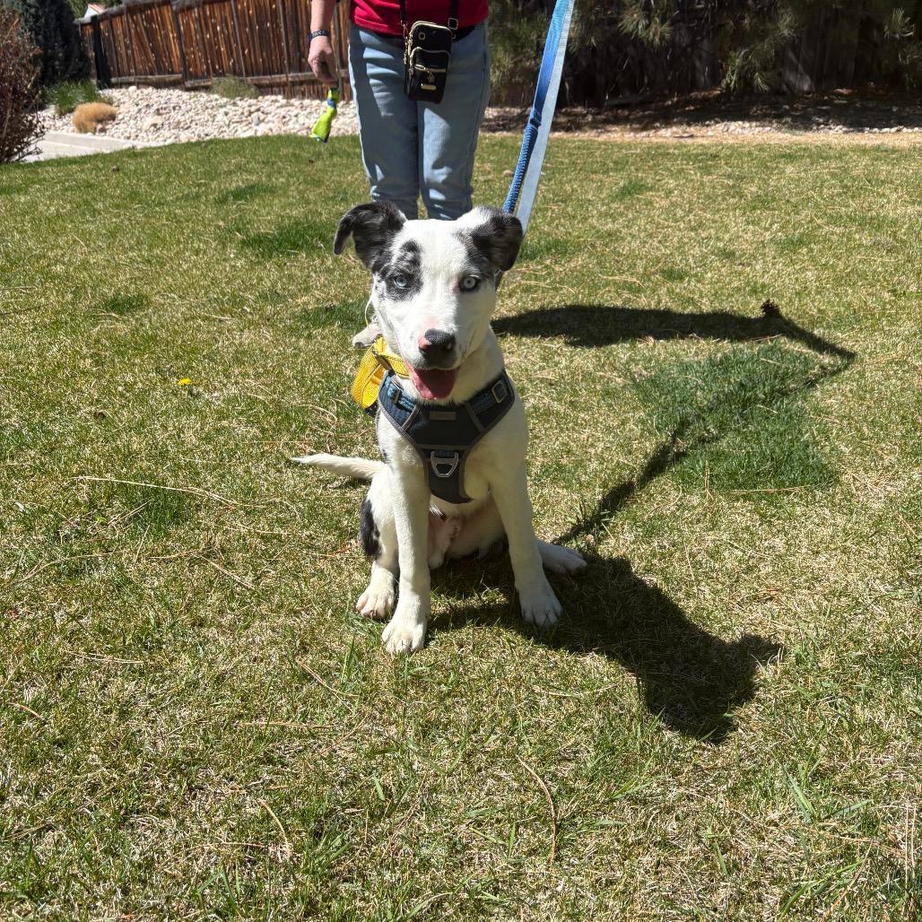 Enlarge Alaska, a Adoptable mixed breed in Fort Collins, CO image 6/6