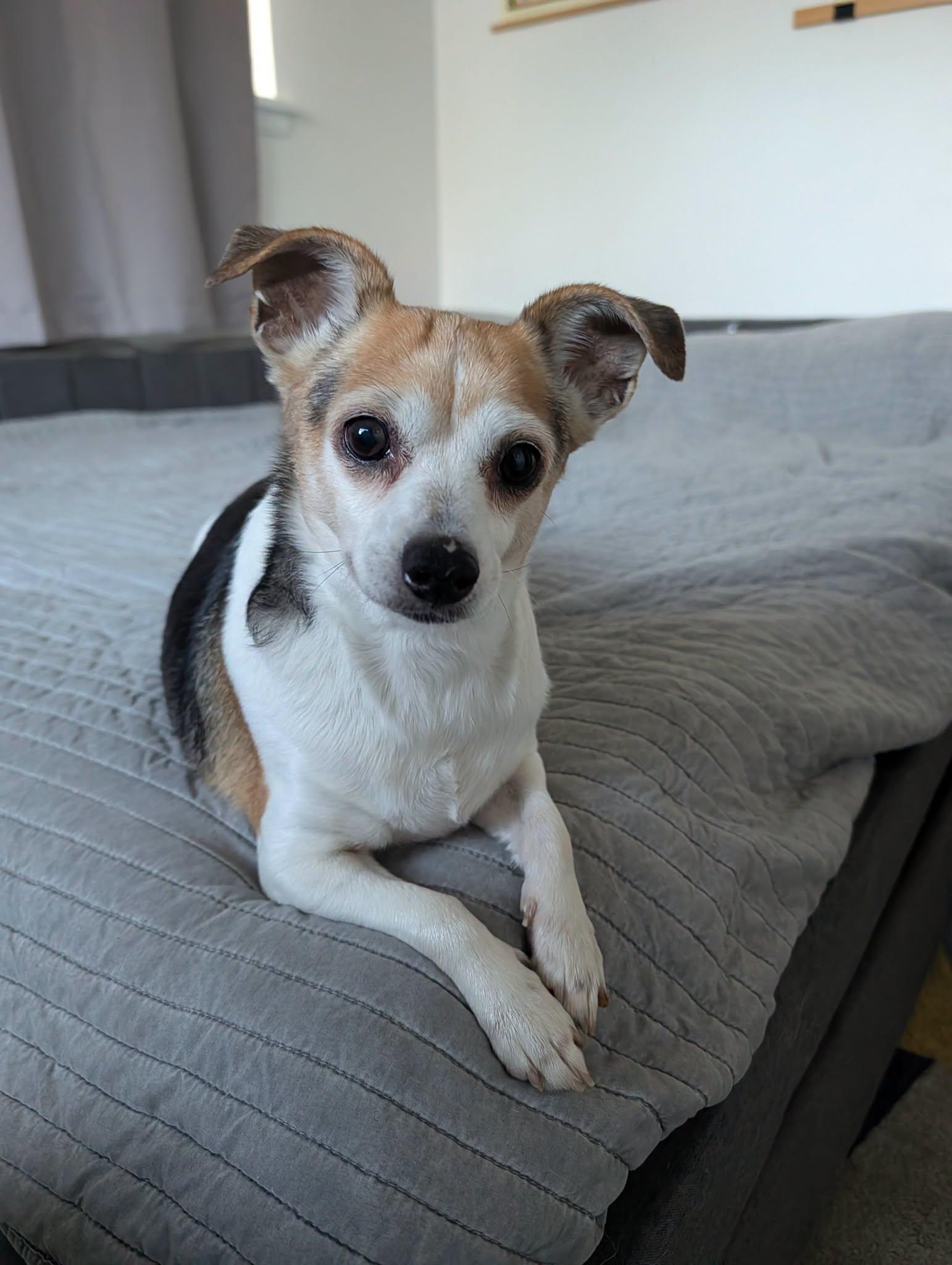 Lonna, Adoptable, Adult Female Chihuahua.