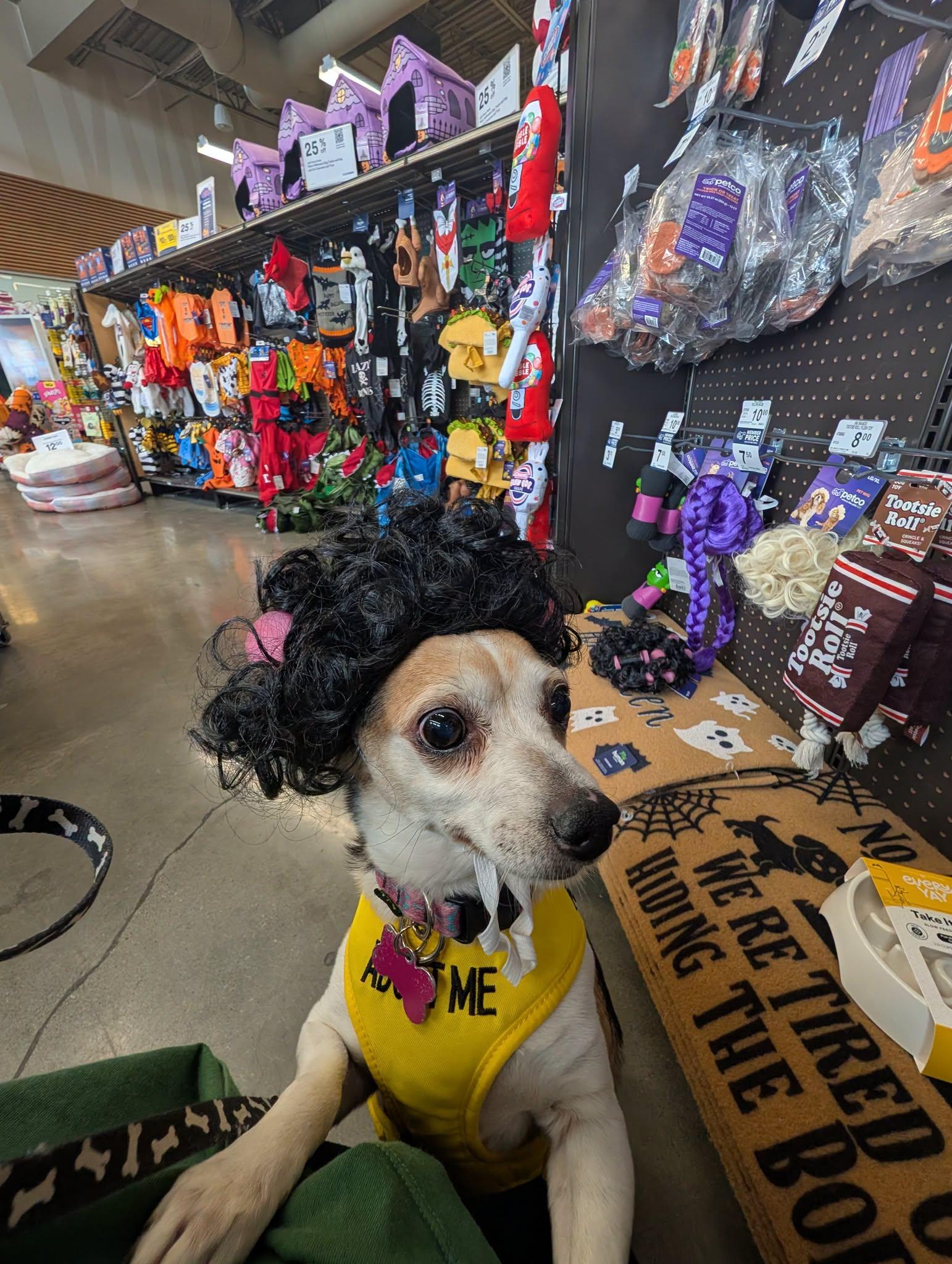 Enlarge Lonna, a Adoptable mixed breed in Covington, WA image 3/6