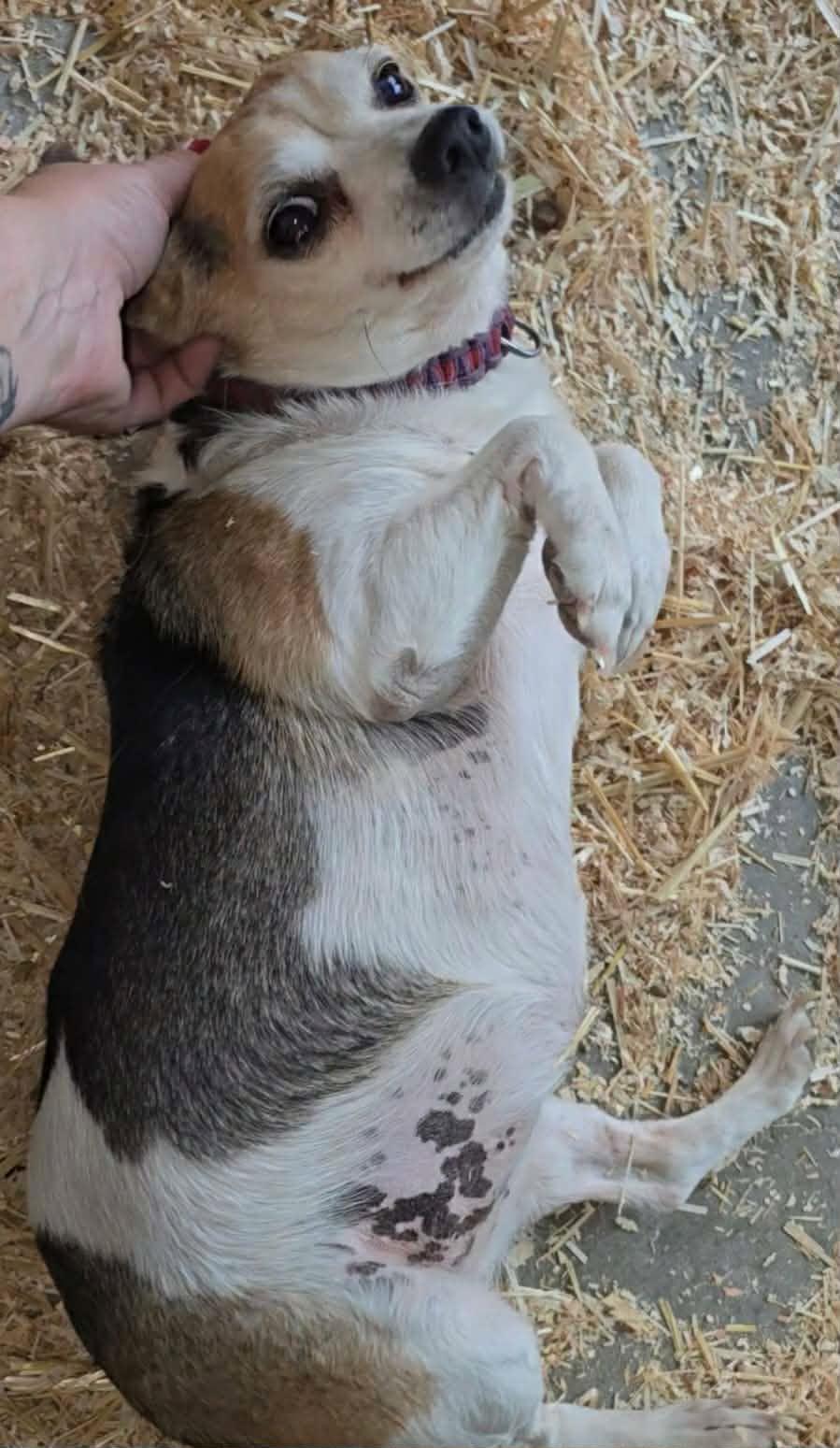 Enlarge Lonna, a Adoptable mixed breed in Covington, WA image 6/6