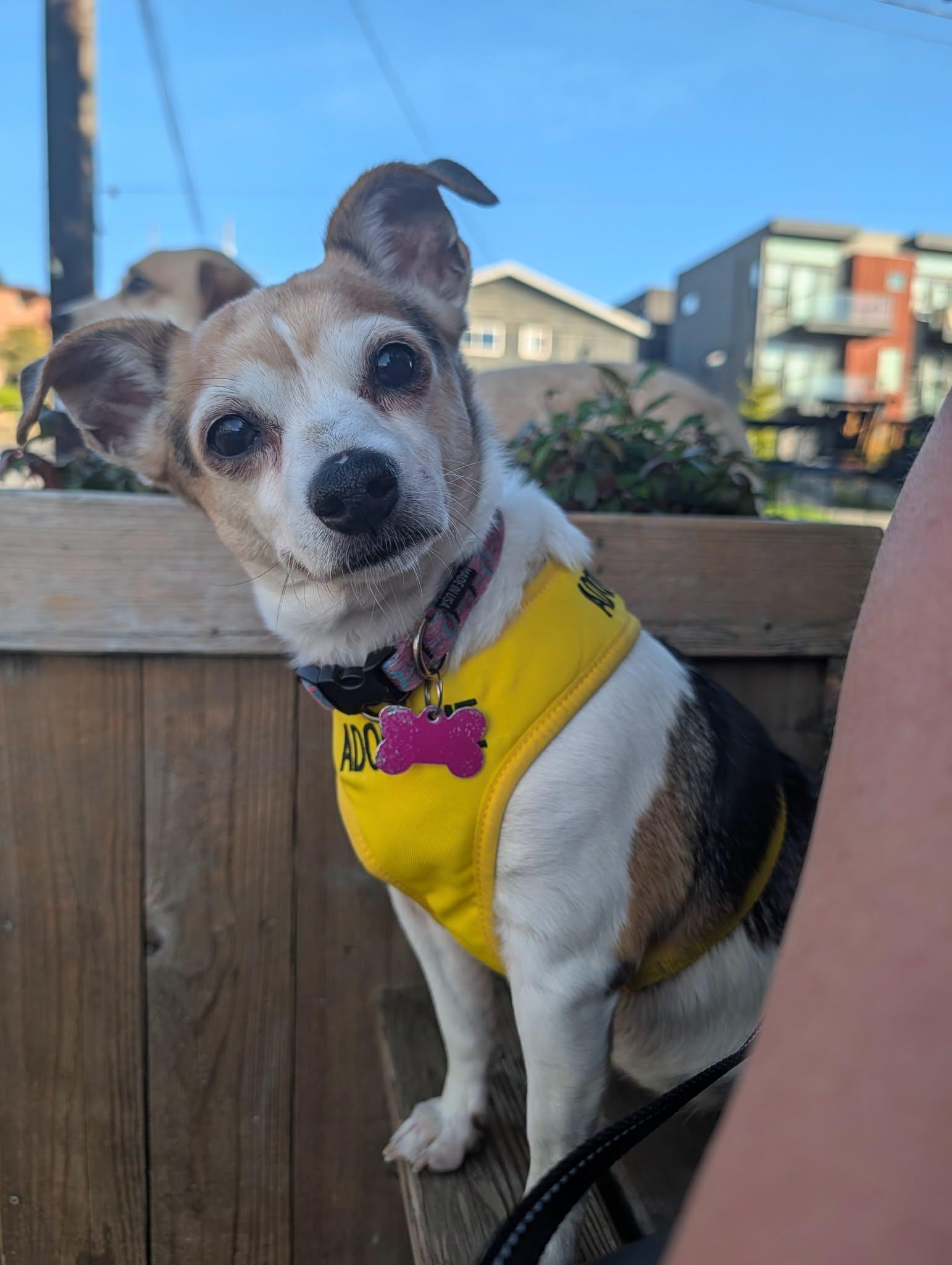 Enlarge Lonna, a Adoptable mixed breed in Covington, WA image 2/6