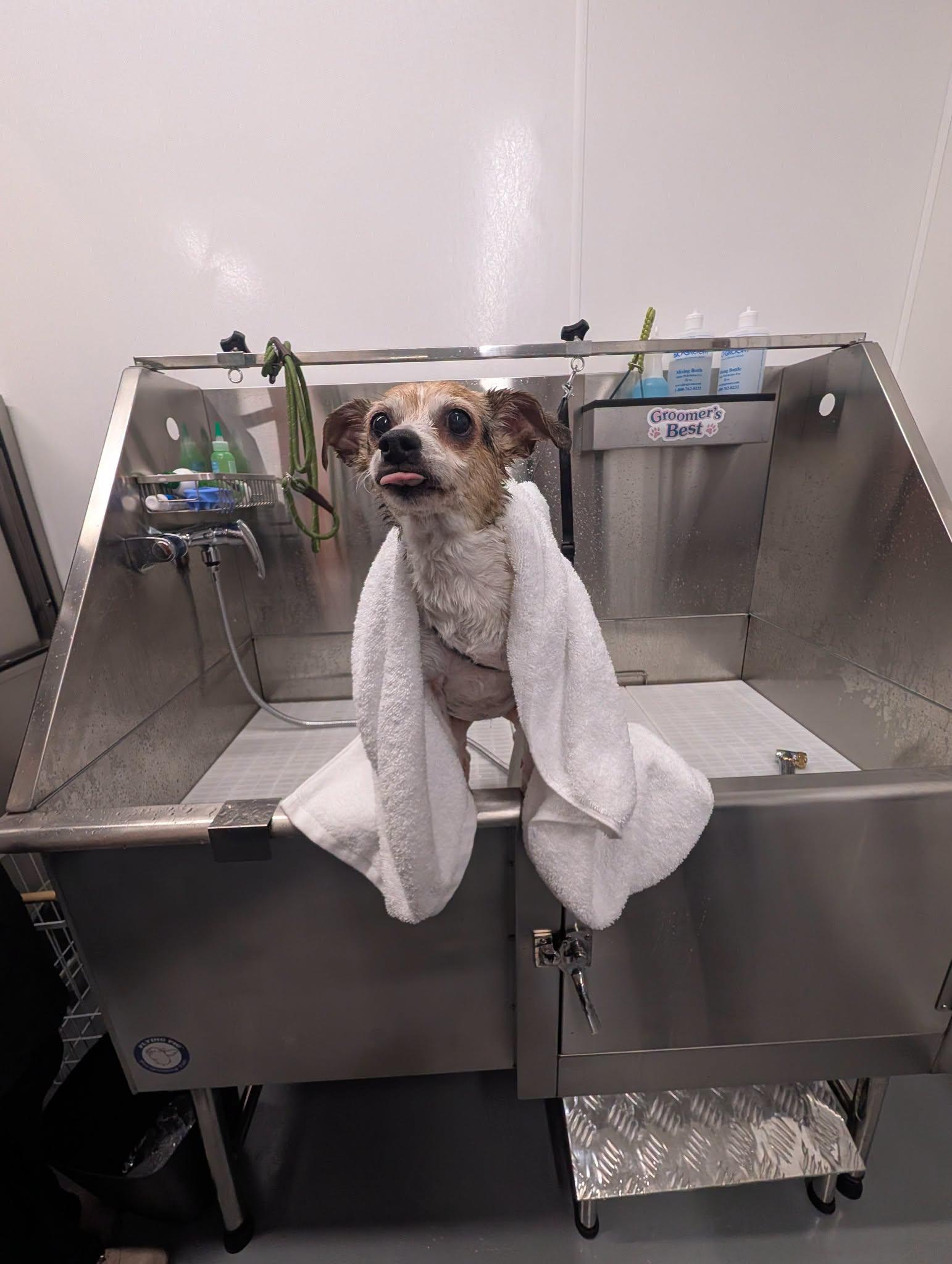 Enlarge Lonna, a Adoptable mixed breed in Covington, WA image 4/6