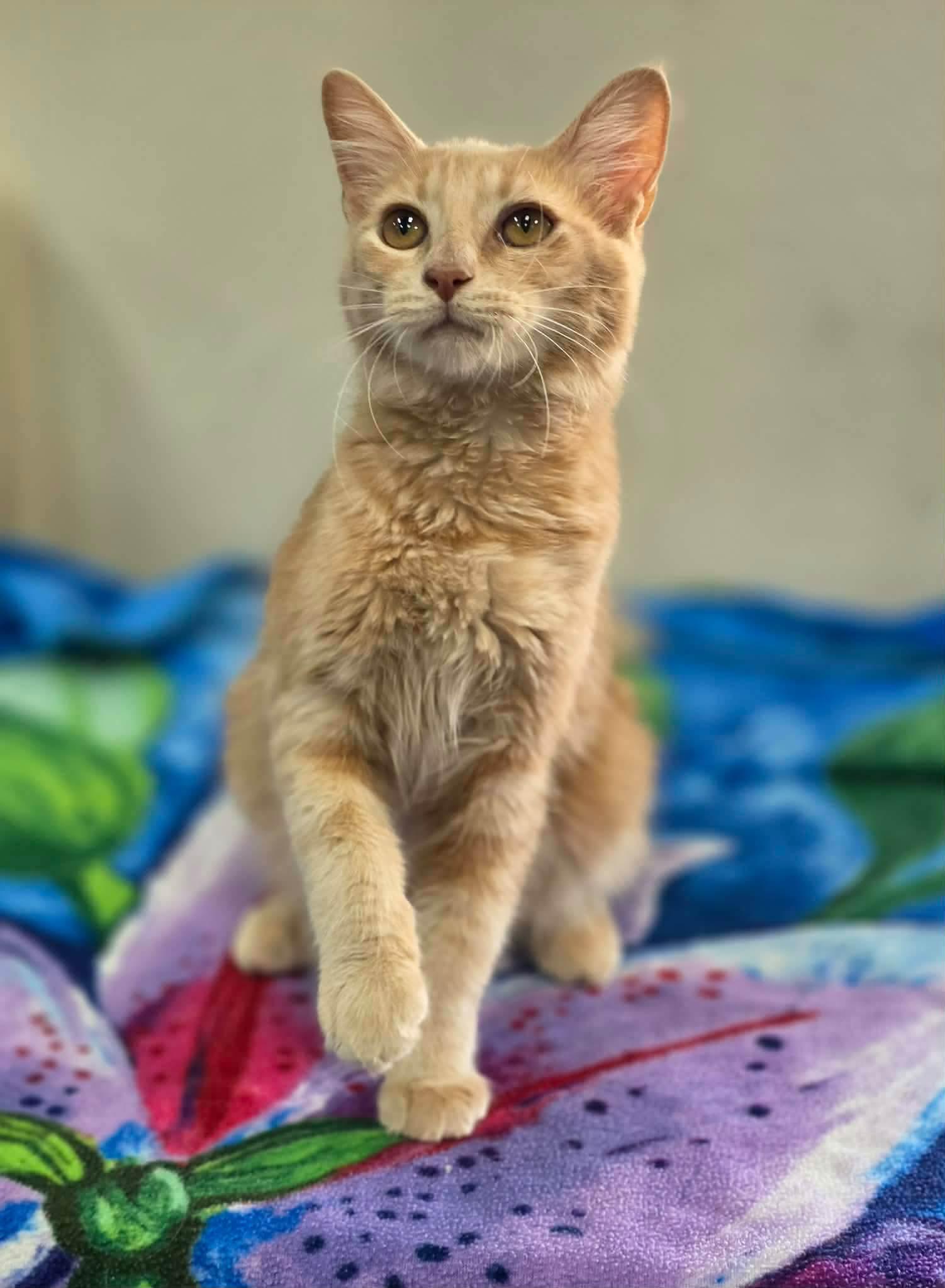 Frost, Adoptable, Young Male Domestic Short Hair.