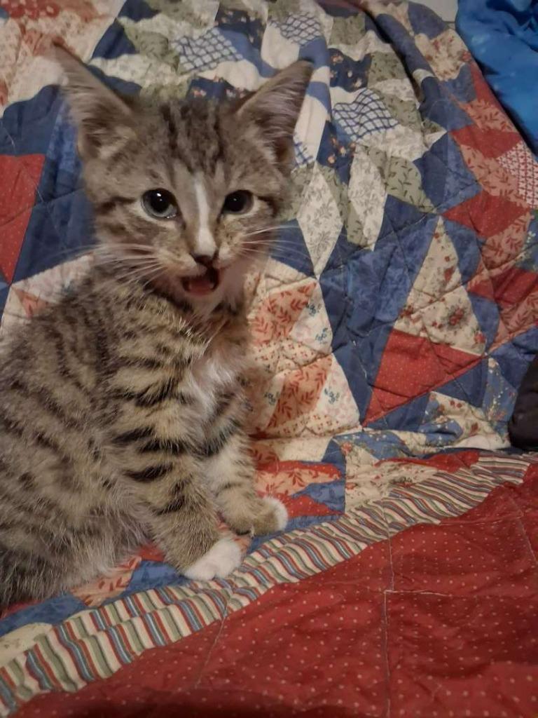 Enlarge Longleaf Pine, a Adoptable Domestic Short Hair in Hillsboro, OH image 1/1