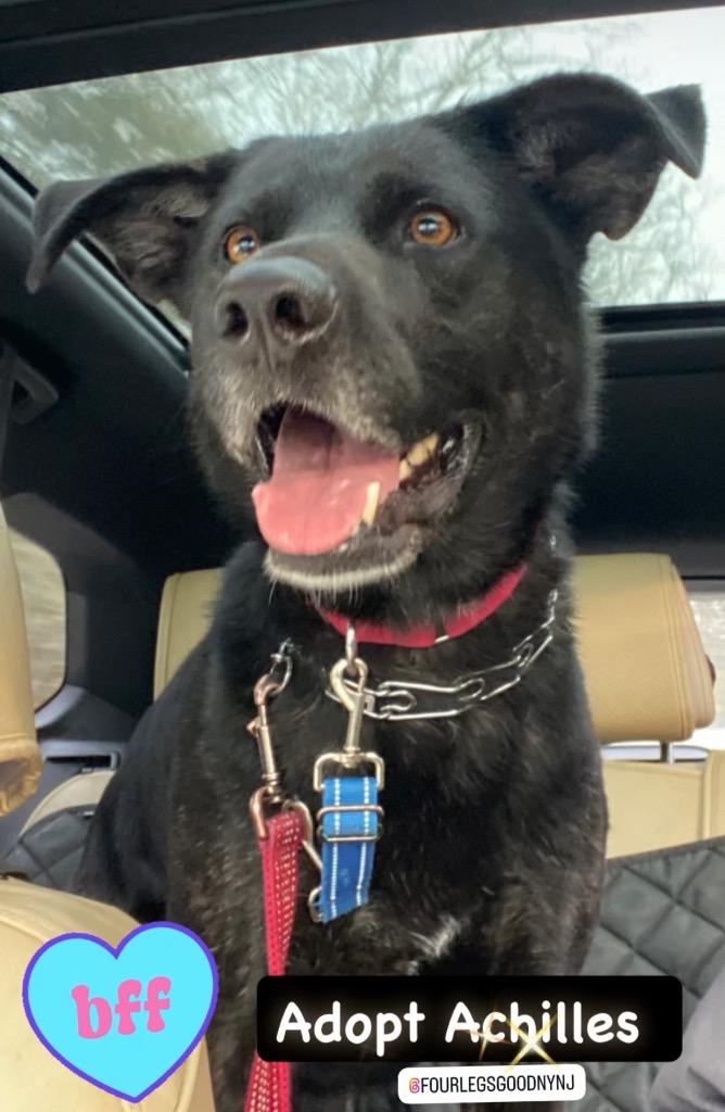 Achilles, Adoptable, Young Male Mixed Breed.