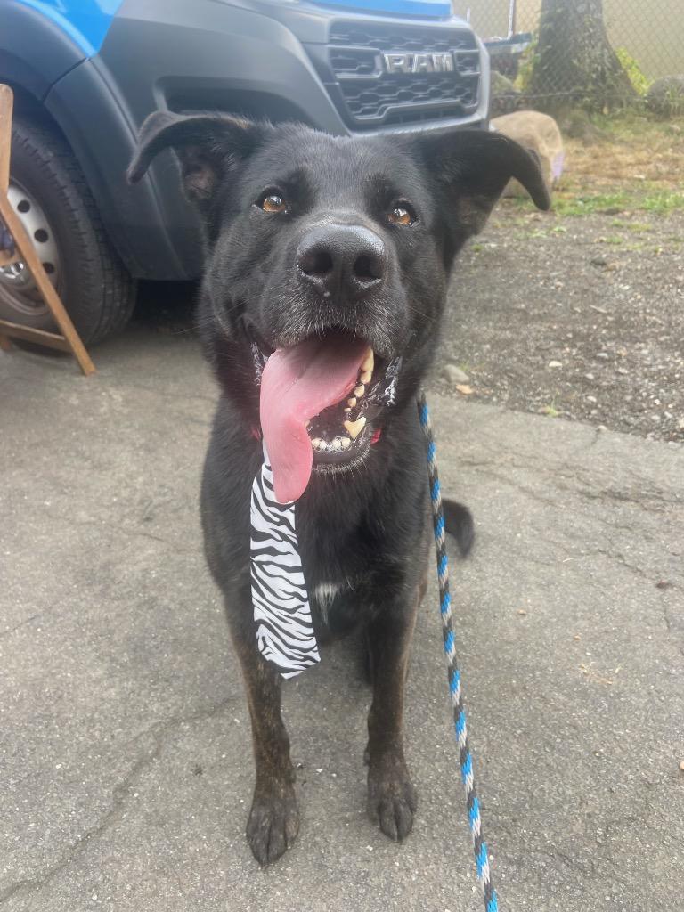 Enlarge Achilles, a Adoptable mixed breed in Pomona, NY image 2/6