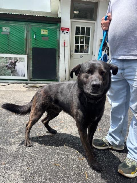Enlarge Achilles, a Adoptable mixed breed in Pomona, NY image 3/6
