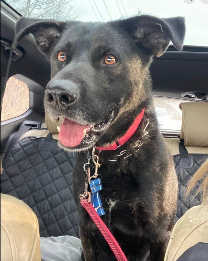 Enlarge Achilles, a Adoptable mixed breed in Pomona, NY image 4/6