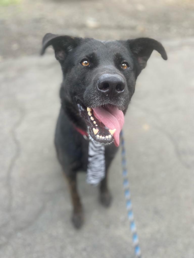 Enlarge Achilles, a Adoptable mixed breed in Pomona, NY image 5/6