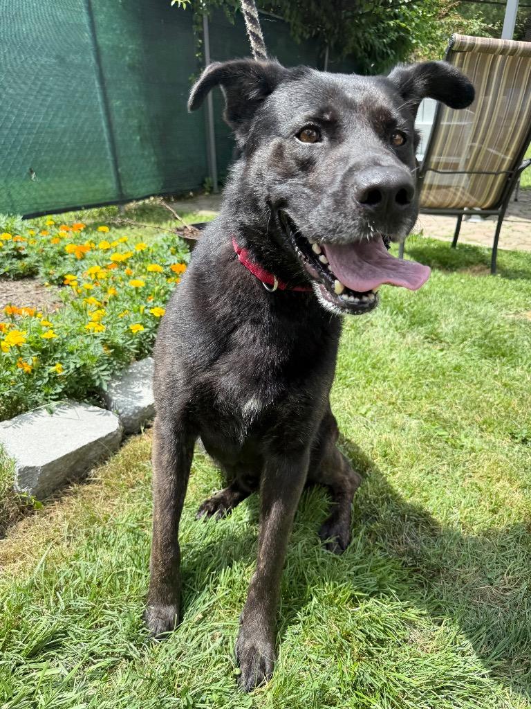 Enlarge Achilles, a Adoptable mixed breed in Pomona, NY image 6/6