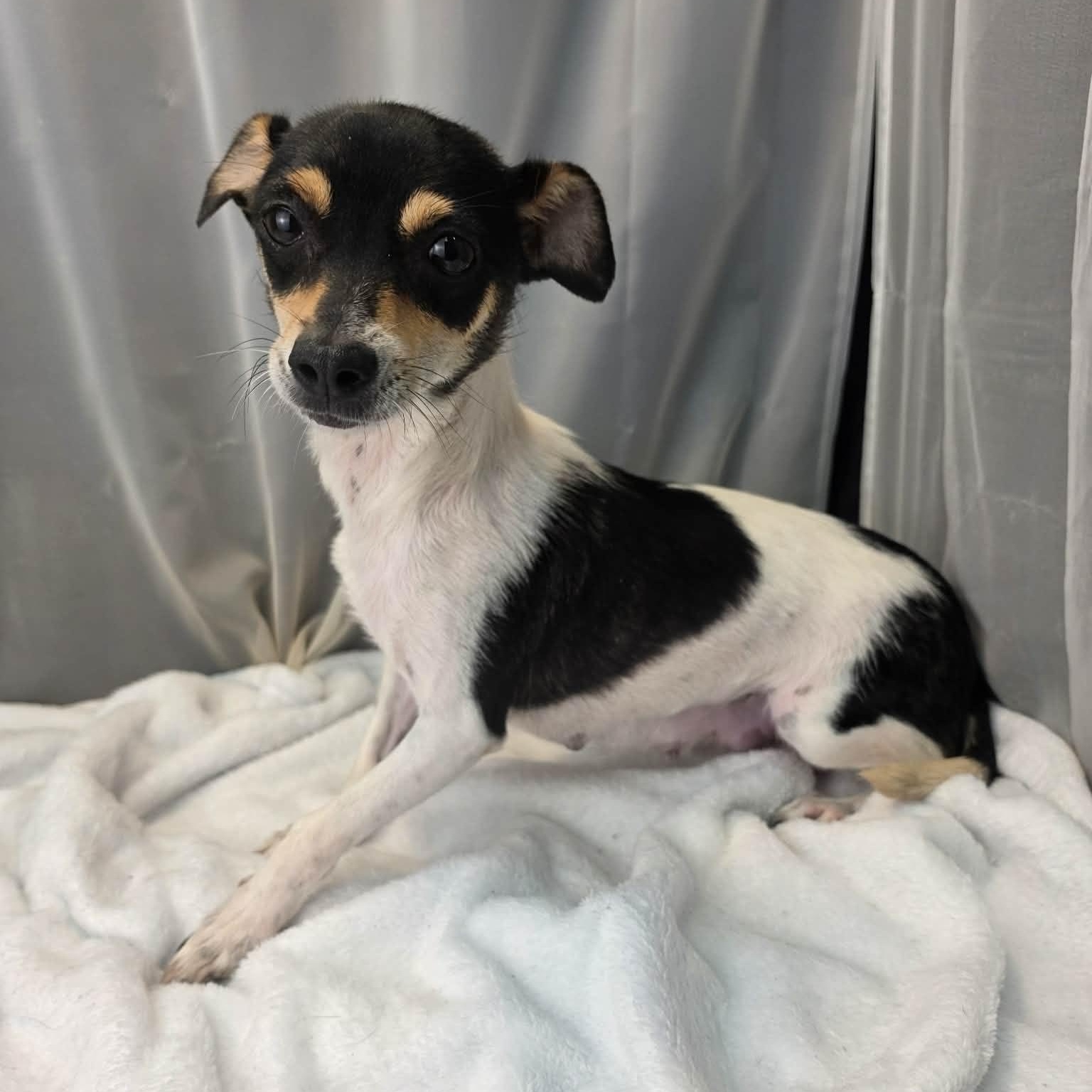 Matilda, an adopted Rat Terrier in Southfield , MI image 5/6