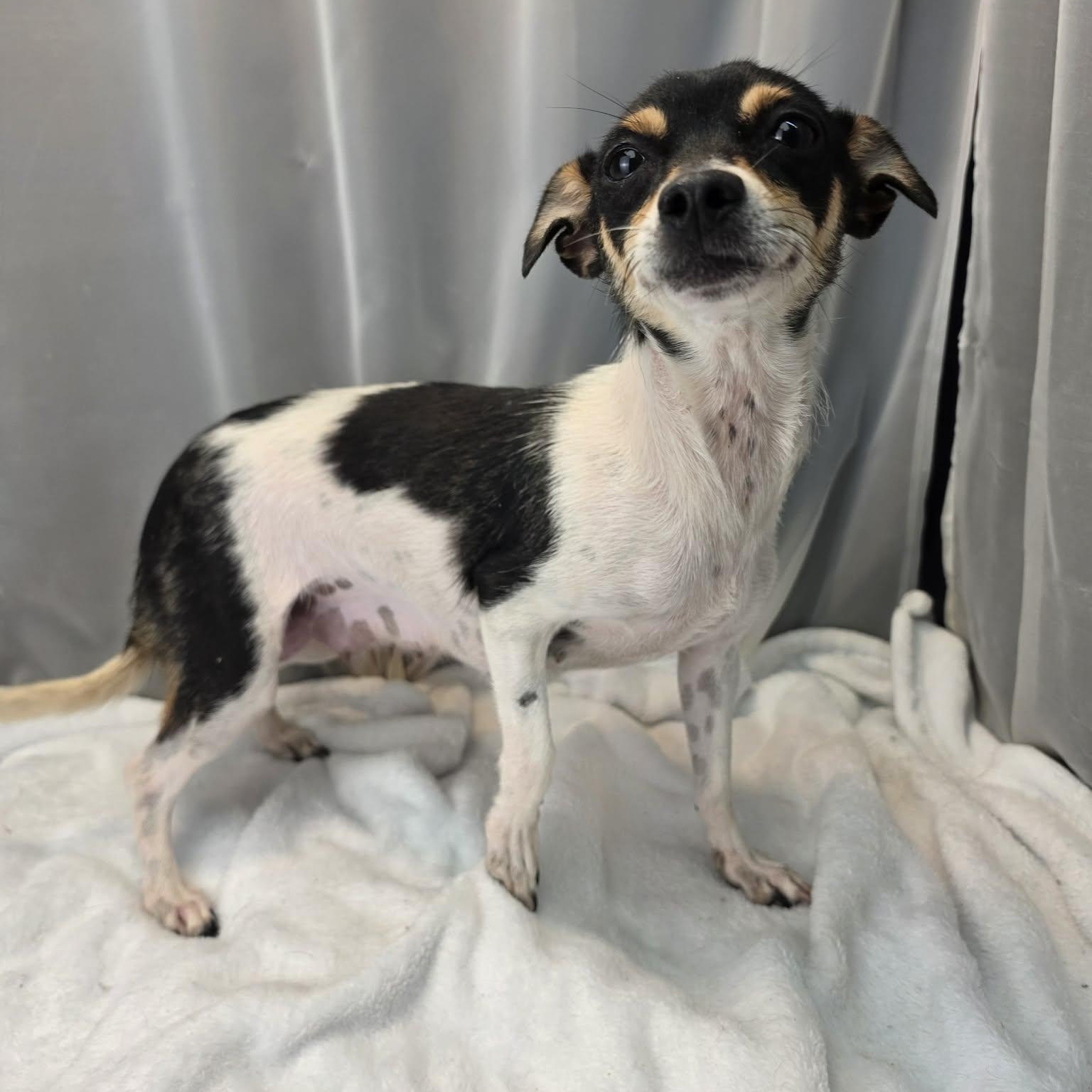 Matilda, an adopted Rat Terrier in Southfield , MI image 4/6