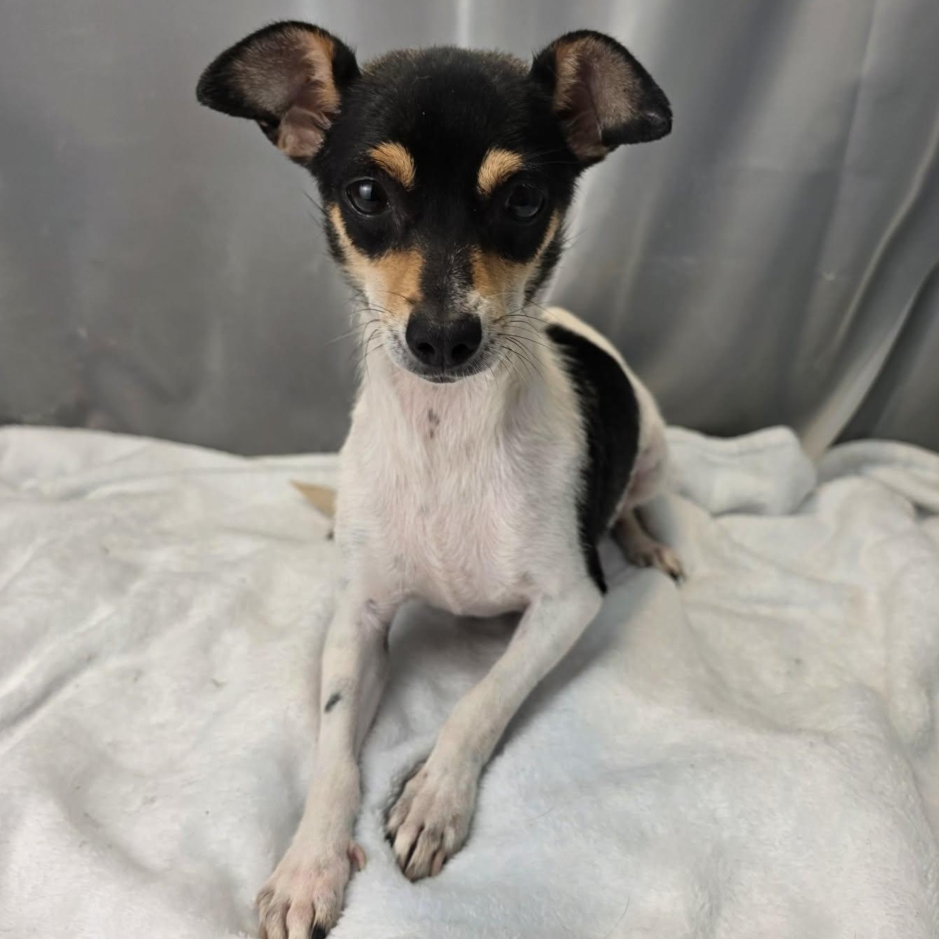 Matilda, an adopted Rat Terrier in Southfield , MI image 2/6