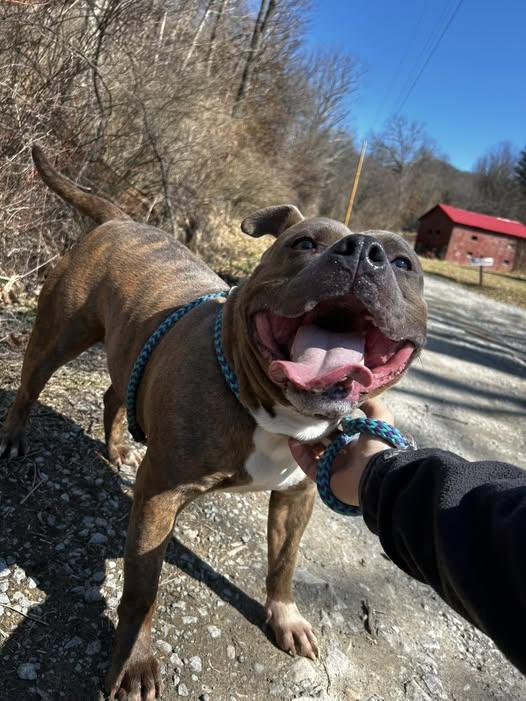 Enlarge Draco, a Adoptable Pit Bull Terrier in Elkins, WV image 1/3
