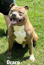 Draco, Adoptable, Adult Male Pit Bull Terrier.