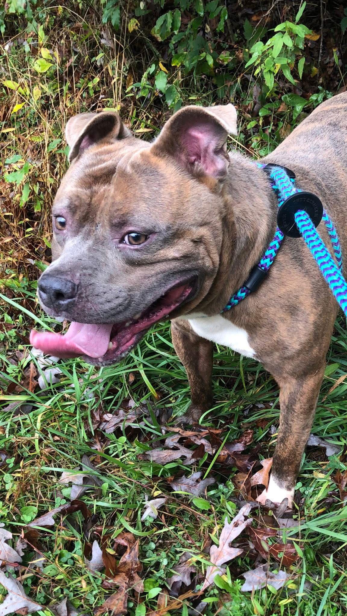 Enlarge Draco, a Adoptable Pit Bull Terrier in Elkins, WV image 1/3