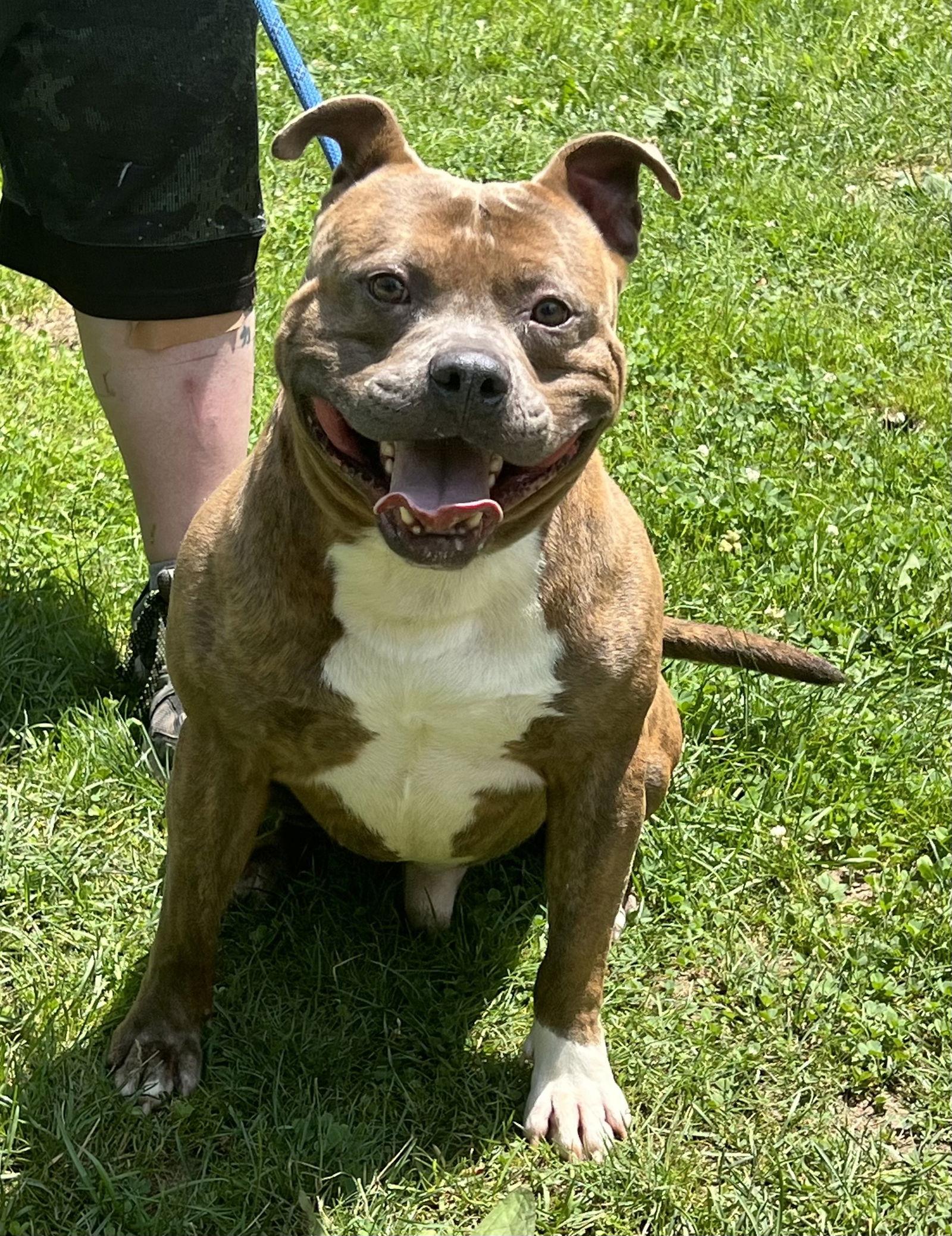 Enlarge Draco, a Adoptable Pit Bull Terrier in Elkins, WV image 2/3