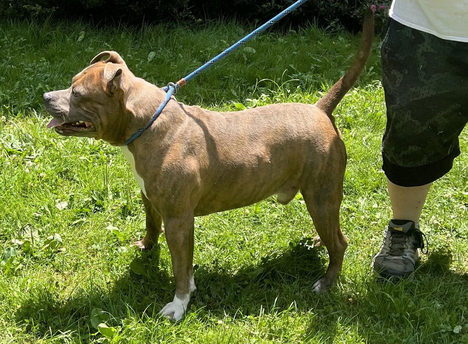 Draco, Adoptable, Adult Male Pit Bull Terrier.