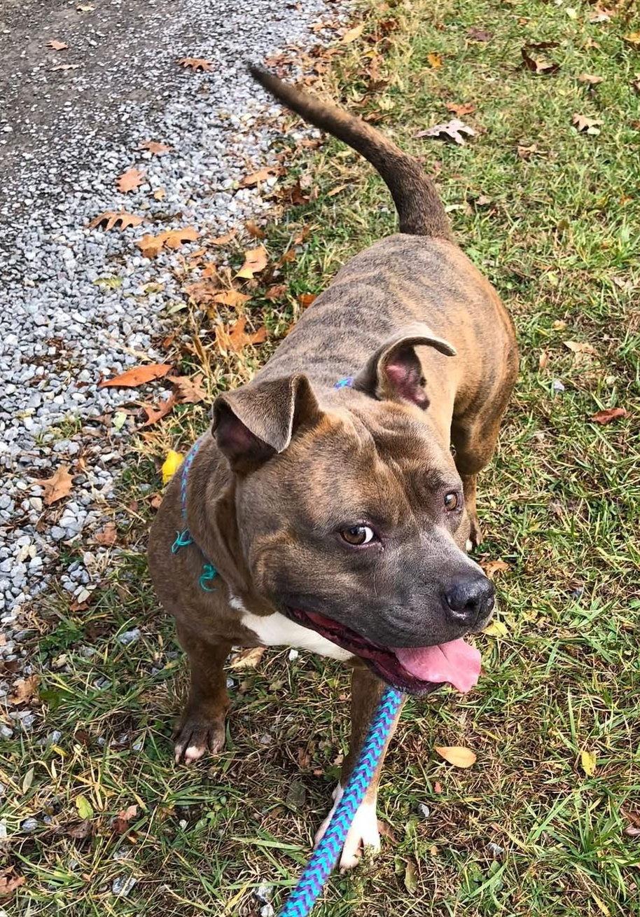 Enlarge Draco, a Adoptable Pit Bull Terrier in Elkins, WV image 2/3