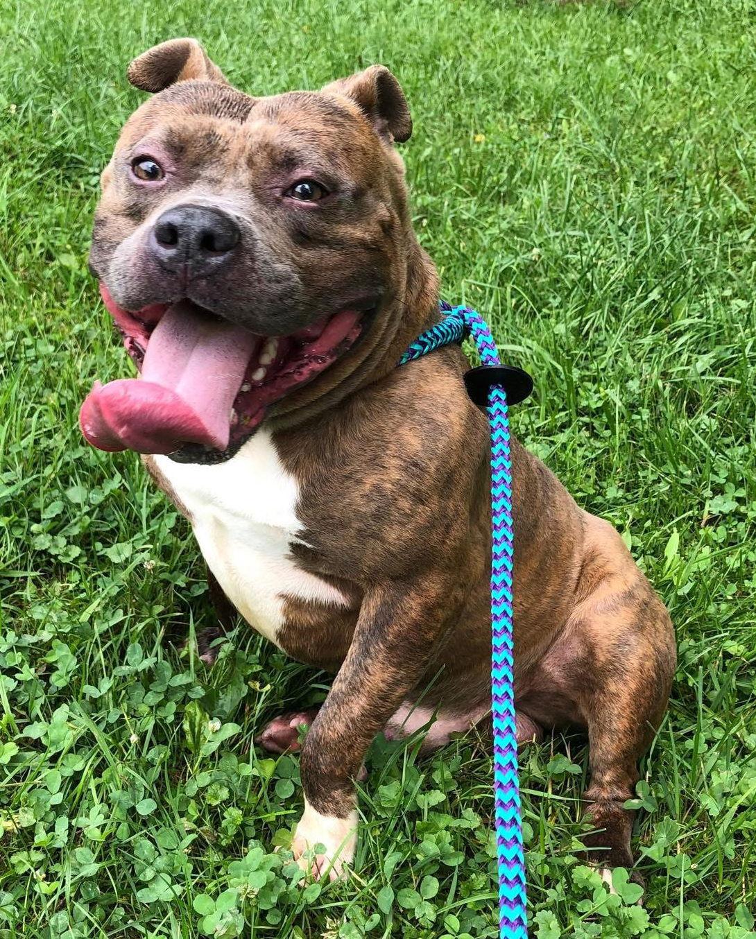 Enlarge Draco, a Adoptable Pit Bull Terrier in Elkins, WV image 3/3