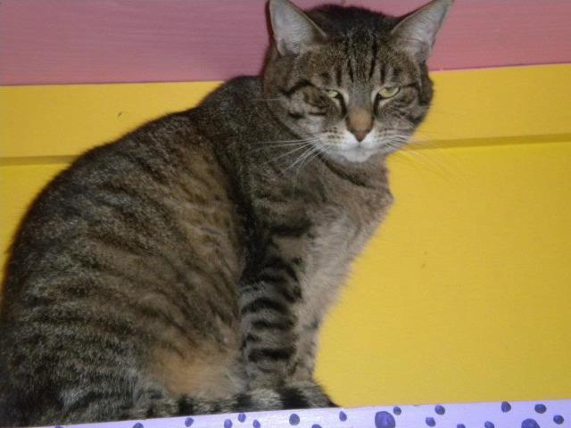 Muffin, Adopted, Senior Female Domestic Short Hair & Domestic Short Hair.