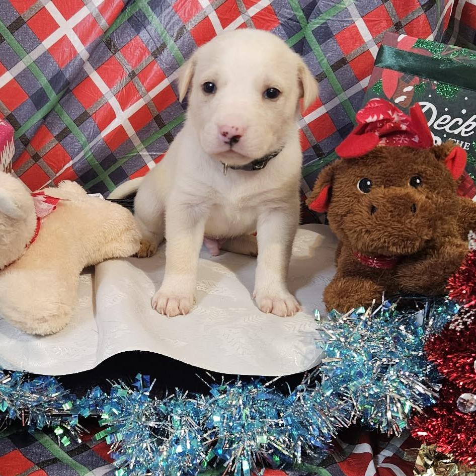 Black Collar, Adoptable, Puppy Male Great Pyrenees & Shepherd.