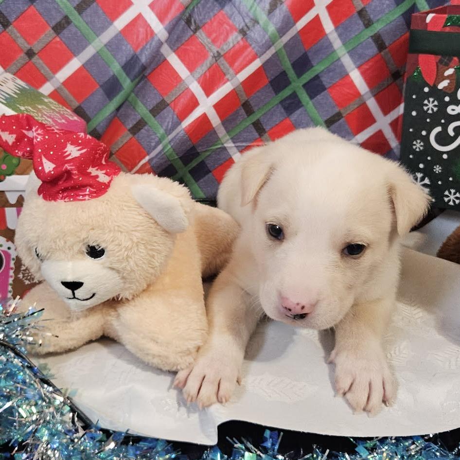 Enlarge Black Collar, a Adoptable mixed breed in callao, VA image 2/3
