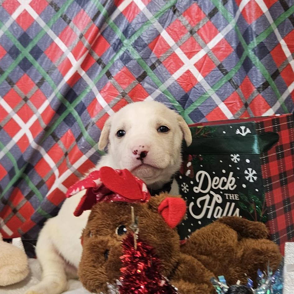 Enlarge Black Collar, a Adoptable mixed breed in callao, VA image 3/3