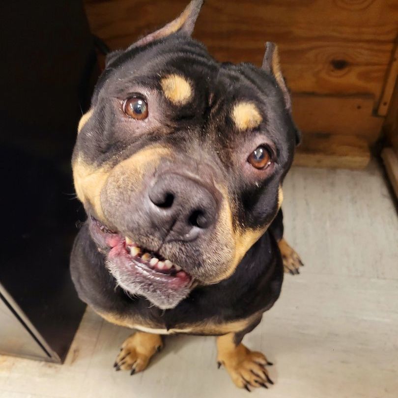 Enlarge Dreka, a Adopted American Bully in Lincoln, IL image 1/4