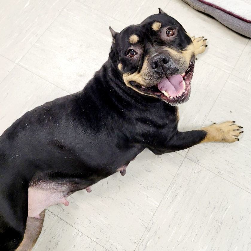 Enlarge Dreka, a Adopted American Bully in Lincoln, IL image 2/4