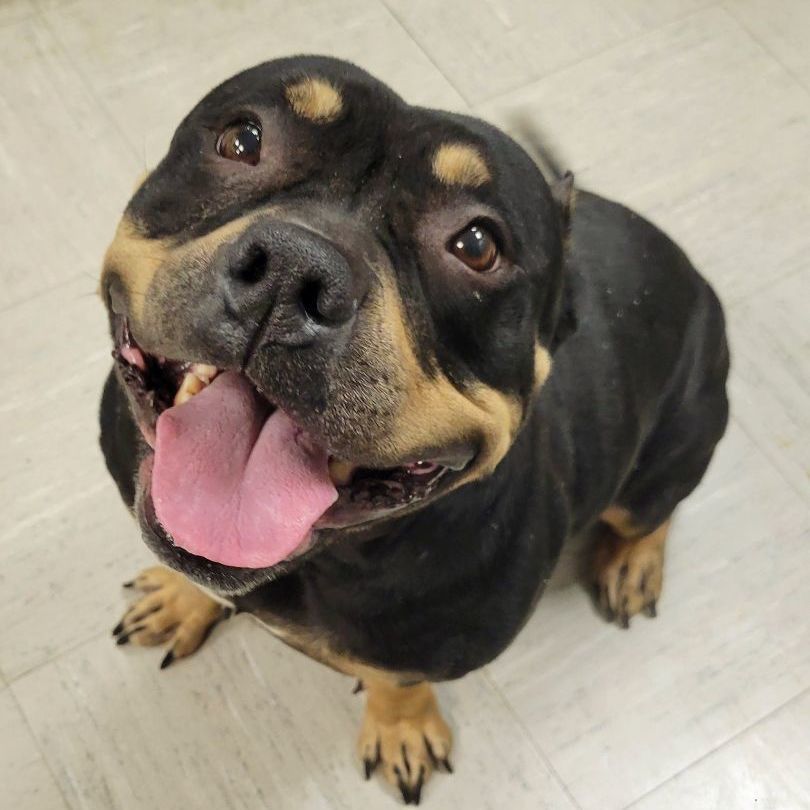 Enlarge Dreka, a Adopted American Bully in Lincoln, IL image 3/4